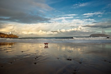 Fanad Beach, Fanad, co Donegal, m İrlanda üzerinde yavru
