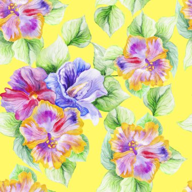 Hibiscus yaz bahçesinde