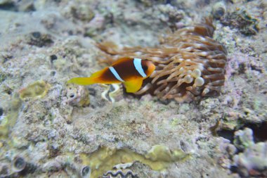 Mercan resifinin sualtı görüntüsü. Okyanusta yaşam. Balık sürüsü. Kızıl Deniz 'deki mercan resifi ve tropikal balıklar, Mısır. Dünya okyanusu yaban hayatı manzarası.