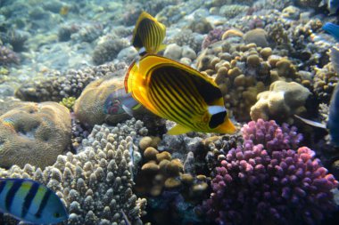 Mercan resifinin sualtı görüntüsü. Okyanusta yaşam. Balık sürüsü. Kızıl Deniz 'deki mercan resifi ve tropikal balıklar, Mısır. Dünya okyanusu yaban hayatı manzarası.