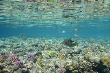 Underwater view of the coral reef. Life in the ocean. School of fish. Coral reef and tropical fish in the Red Sea, Egypt. world ocean wildlife landscape. clipart