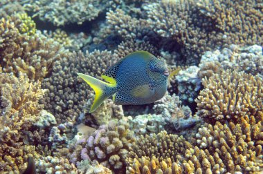 Mercan resifinin sualtı görüntüsü. Okyanusta yaşam. Balık sürüsü. Kızıl Deniz 'deki mercan resifi ve tropikal balıklar, Mısır. Dünya okyanusu yaban hayatı manzarası.