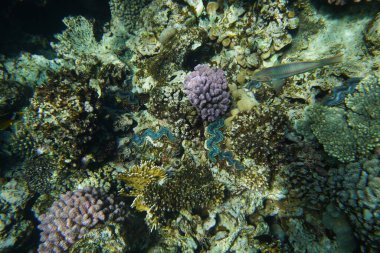 Mercan resifinin sualtı görüntüsü. Okyanusta yaşam. Balık sürüsü. Kızıl Deniz 'deki mercan resifi ve tropikal balıklar, Mısır. Dünya okyanusu yaban hayatı manzarası.