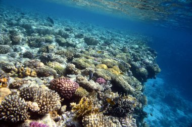 Mercan resifinin sualtı görüntüsü. Okyanusta yaşam. Balık sürüsü. Kızıl Deniz 'deki mercan resifi ve tropikal balıklar, Mısır. Dünya okyanusu yaban hayatı manzarası.