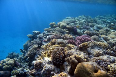 Mercan resifinin sualtı görüntüsü. Okyanusta yaşam. Balık sürüsü. Kızıl Deniz 'deki mercan resifi ve tropikal balıklar, Mısır. Dünya okyanusu yaban hayatı manzarası.