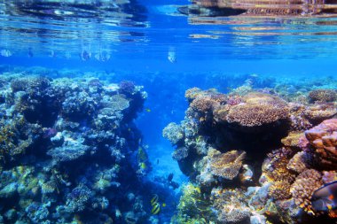 Mercan resifinin sualtı görüntüsü. Okyanusta yaşam. Balık sürüsü. Kızıl Deniz 'deki mercan resifi ve tropikal balıklar, Mısır. Dünya okyanusu yaban hayatı manzarası.