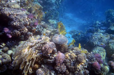 Mercan resifinin sualtı görüntüsü. Okyanusta yaşam. Balık sürüsü. Kızıl Deniz 'deki mercan resifi ve tropikal balıklar, Mısır. Dünya okyanusu yaban hayatı manzarası.