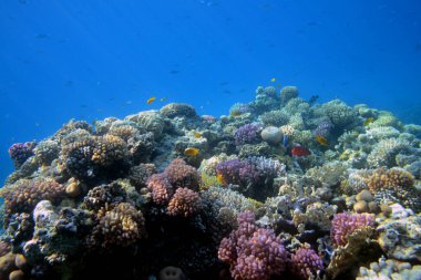 Mercan resifinin sualtı görüntüsü. Okyanusta yaşam. Balık sürüsü. Kızıl Deniz 'deki mercan resifi ve tropikal balıklar, Mısır. Dünya okyanusu yaban hayatı manzarası.