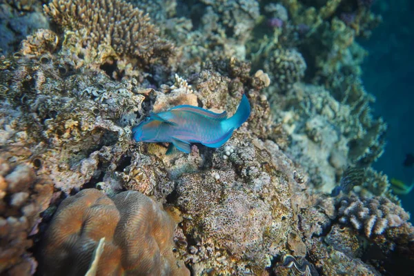 Vue Sous Marine Récif Corallien Vie Dans Océan Ecole Poissons — Photo