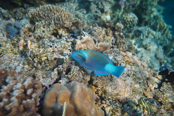 Vista Submarina Del Arrecife Coral Vida Océano Escuela Peces Arrecife — Foto de Stock