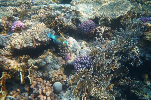 Vista Subaquática Recife Coral Vida Oceano Escola Peixe Recifes Corais — Fotografia de Stock
