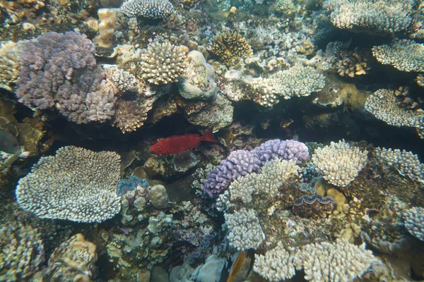 Pohled Pod Vodu Korálový Útes Život Oceánu Rybí Škola Korálové — Stock fotografie