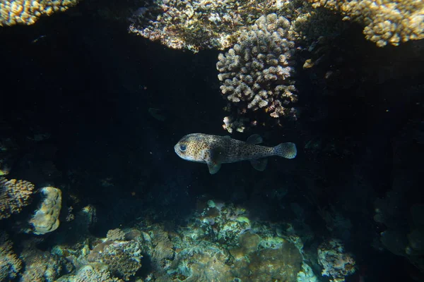 Vue Sous Marine Récif Corallien Vie Dans Océan Ecole Poissons — Photo