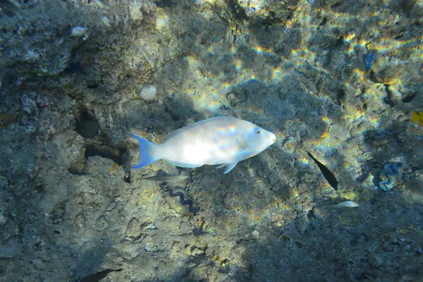 サンゴ礁の水中ビュー 海での生活 魚の学校 エジプト紅海のサンゴ礁と熱帯魚 世界の海洋野生生物の風景 — ストック写真