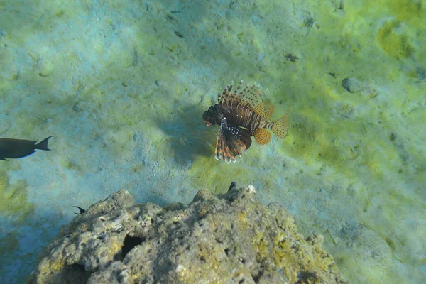 Vue Sous Marine Récif Corallien Vie Dans Océan Ecole Poissons — Photo