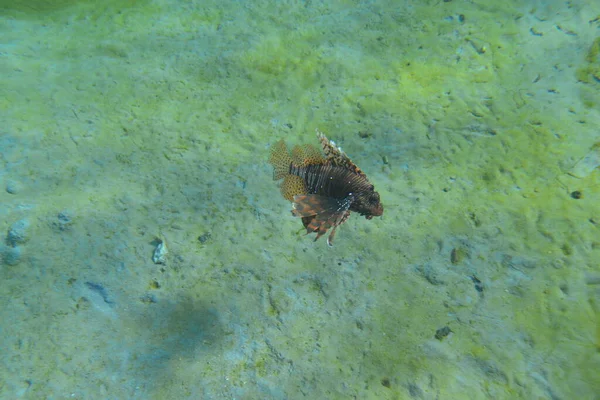 Vue Sous Marine Récif Corallien Vie Dans Océan Ecole Poissons — Photo