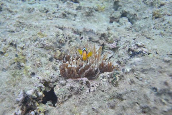 サンゴ礁の水中ビュー 海での生活 魚の学校 エジプト紅海のサンゴ礁と熱帯魚 世界の海洋野生生物の風景 — ストック写真