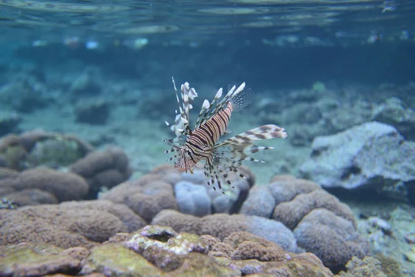 Vista Submarina Del Arrecife Coral Vida Océano Escuela Peces Arrecife — Foto de Stock