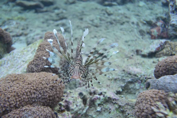 Vista Submarina Del Arrecife Coral Vida Océano Escuela Peces Arrecife — Foto de Stock