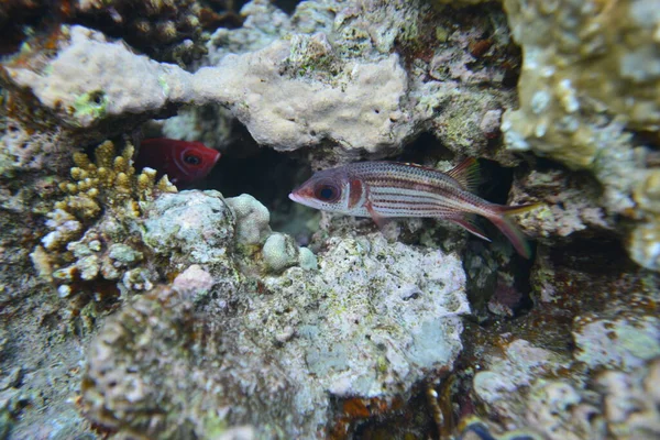 Vista Submarina Del Arrecife Coral Vida Océano Escuela Peces Arrecife — Foto de Stock