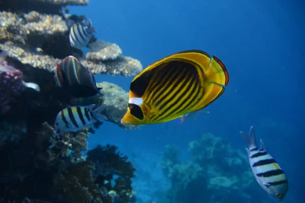 Unterwasserblick Auf Das Korallenriff Leben Ozean Fischschwärme Korallenriff Und Tropische — Stockfoto