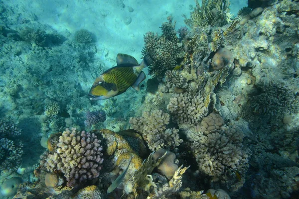Víz Alatti Kilátás Korallzátonyra Élet Óceánban Egy Haliskola Korallzátony Trópusi — Stock Fotó