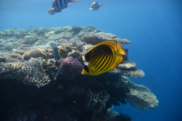 Unterwasserblick Auf Das Korallenriff Leben Ozean Fischschwärme Korallenriff Und Tropische — Stockfoto