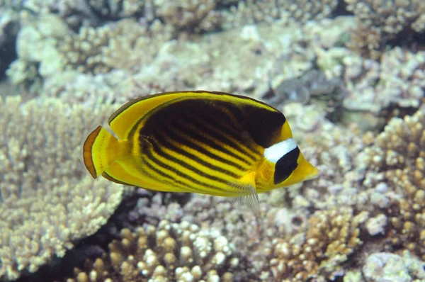 Vue Sous Marine Récif Corallien Vie Dans Océan Ecole Poissons — Photo