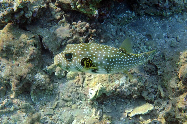 Vue Sous Marine Récif Corallien Vie Dans Océan Ecole Poissons — Photo