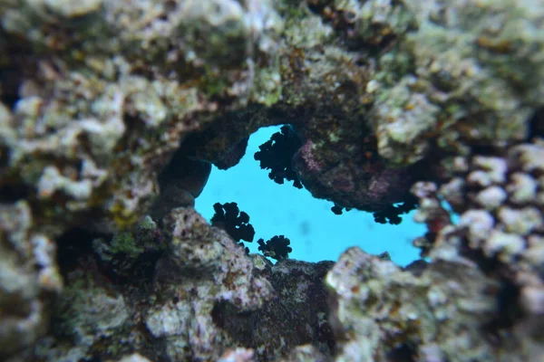 Vista Subaquática Recife Coral Vida Oceano Escola Peixe Recifes Corais — Fotografia de Stock