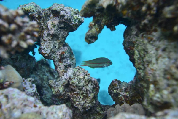Vista Subaquática Recife Coral Vida Oceano Escola Peixe Recifes Corais — Fotografia de Stock