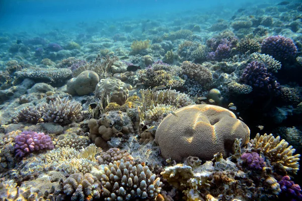 Underwater View Coral Reef Life Ocean School Fish Coral Reef — Stock Photo, Image