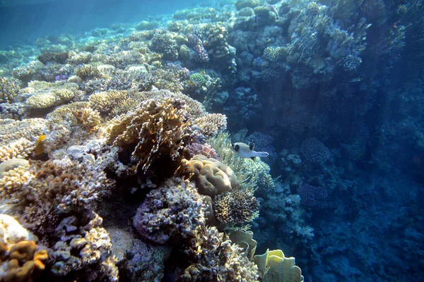 Unterwasserblick Auf Das Korallenriff Leben Ozean Fischschwärme Korallenriff Und Tropische — Stockfoto