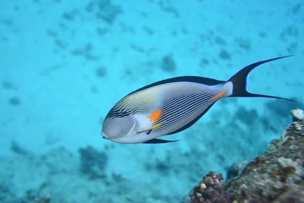 Vue Sous Marine Récif Corallien Vie Dans Océan Ecole Poissons Photo De Stock