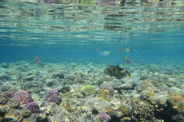 Vue Sous Marine Récif Corallien Vie Dans Océan Ecole Poissons Image En Vente