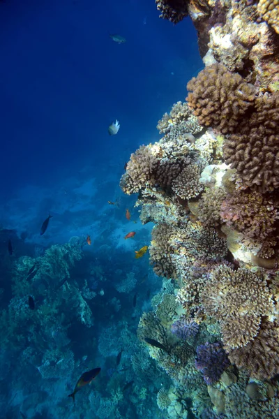 Vue Sous Marine Récif Corallien Vie Dans Océan Ecole Poissons Images De Stock Libres De Droits