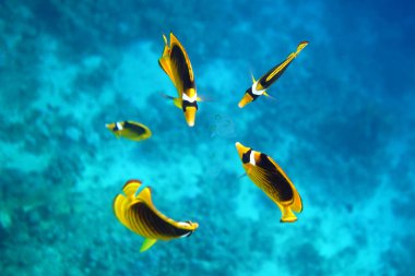 Mercan resifinin sualtı görüntüsü. Okyanusta yaşam. Balık sürüsü. Kızıl Deniz 'deki mercan resifi ve tropikal balıklar, Mısır. Dünya okyanusu yaban hayatı manzarası.