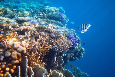 Mercan resifinin sualtı görüntüsü. Okyanusta yaşam. Balık sürüsü. Kızıl Deniz 'deki mercan resifi ve tropikal balıklar, Mısır. Dünya okyanusu yaban hayatı manzarası.