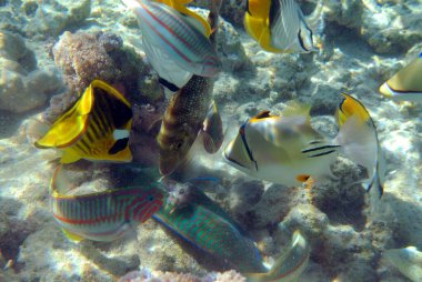 Mercan resifinin sualtı görüntüsü. Okyanusta yaşam. Balık sürüsü. Kızıl Deniz 'deki mercan resifi ve tropikal balıklar, Mısır. Dünya okyanusu yaban hayatı manzarası.