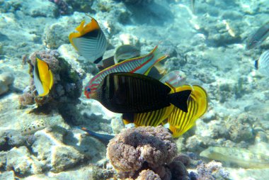 Mercan resifinin sualtı görüntüsü. Okyanusta yaşam. Balık sürüsü. Kızıl Deniz 'deki mercan resifi ve tropikal balıklar, Mısır. Dünya okyanusu yaban hayatı manzarası.