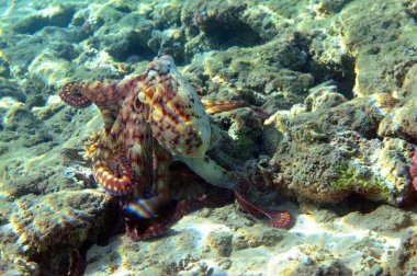 Mercan resifinin sualtı görüntüsü. Okyanusta yaşam. Balık sürüsü. Kızıl Deniz 'deki mercan resifi ve tropikal balıklar, Mısır. Dünya okyanusu yaban hayatı manzarası.