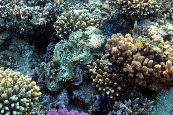 Mercan Resifinin Sualtı Görüntüsü Okyanusta Yaşam Balık Sürüsü Kızıl Deniz — Stok fotoğraf
