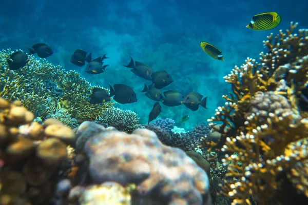 Подводный Вид Коралловый Риф Жизнь Океане Стая Рыб Коралловый Риф — стоковое фото