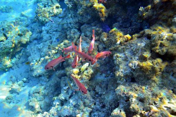 Onderwater Zicht Het Koraalrif Leven Oceaan School Van Vissen Koraalrif — Stockfoto
