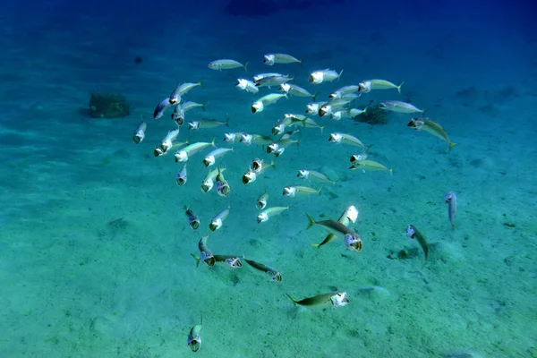 Vista Subaquática Recife Coral Vida Oceano Escola Peixe Recifes Corais — Fotografia de Stock