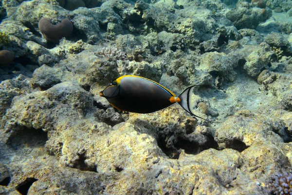 珊瑚礁的水下景观 海洋中的生命鱼群 埃及红海的珊瑚礁和热带鱼类 世界海洋野生动物景观 — 图库照片