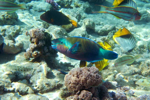 Unterwasserblick Auf Das Korallenriff Leben Ozean Fischschwärme Korallenriff Und Tropische — Stockfoto