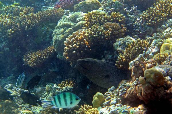 Vue Sous Marine Récif Corallien Vie Dans Océan Ecole Poissons — Photo