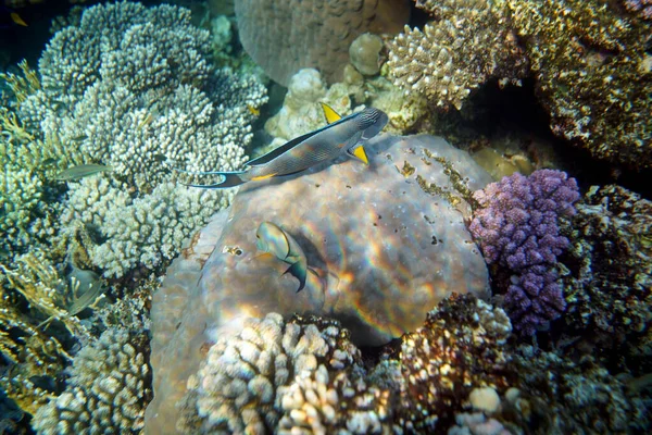 Vue Sous Marine Récif Corallien Vie Dans Océan Ecole Poissons — Photo