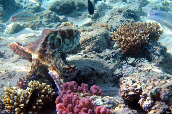 Mercan Resifinin Sualtı Görüntüsü Okyanusta Yaşam Balık Sürüsü Kızıl Deniz — Stok fotoğraf